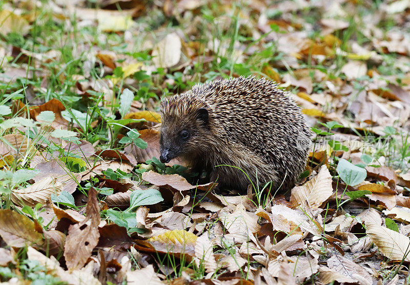 欧洲刺猬(Erinaceus europaeus)